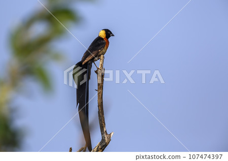 Eastern Paradise Whydah in Kruger National park, South Africa 107474397