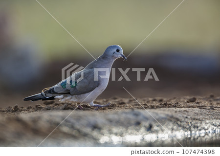 Emerald spotted Wood-Dove in Kruger National park, South Africa 107474398