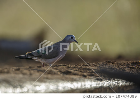 Emerald spotted Wood-Dove in Kruger National park, South Africa Emerald spotted Wood-Dove in Kruger National park, South Africa 107474399