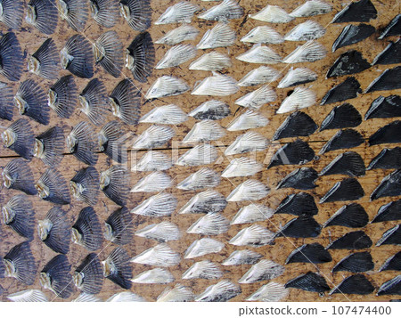 Yamaguchi Prefecture, Shimonoseki brings good fortune, dried tiger puffer fins Yamaguchi Prefecture, Shimonoseki brings good fortune, dried tiger puffer fins 107474400