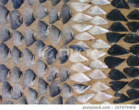 山口縣下關帶來好運，乾燥虎紋河豚魚翅 107474408