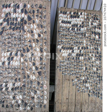 Yamaguchi Prefecture, Shimonoseki brings good fortune, dried tiger puffer fins Yamaguchi Prefecture, Shimonoseki brings good fortune, dried tiger puffer fins 107474410