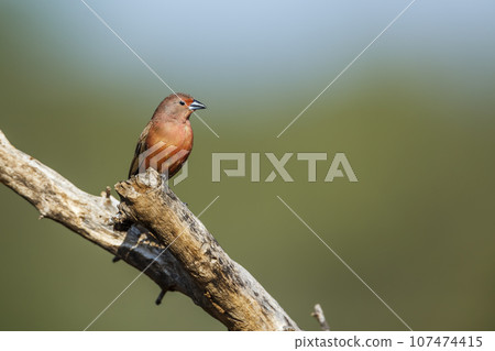 Jameson Firefinch in Kruger National park, South Africa 107474415