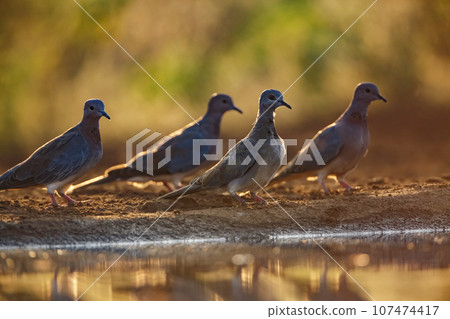 Laughing Dove in Kruger National park, South Africa 107474417