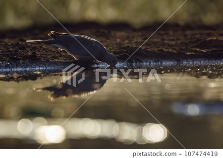 Laughing Dove in Kruger National park, South Africa 107474419