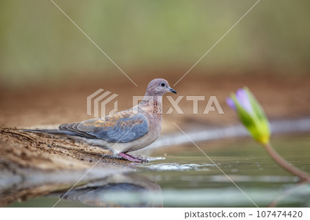 Laughing Dove in Kruger National park, South Africa 107474420