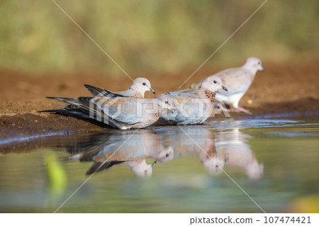 Laughing Dove in Kruger National park, South Africa Laughing Dove in Kruger National park, South Africa 107474421