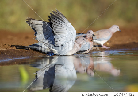 Laughing Dove in Kruger National park, South Africa 107474422
