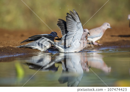 Laughing Dove in Kruger National park, South Africa Laughing Dove in Kruger National park, South Africa 107474423