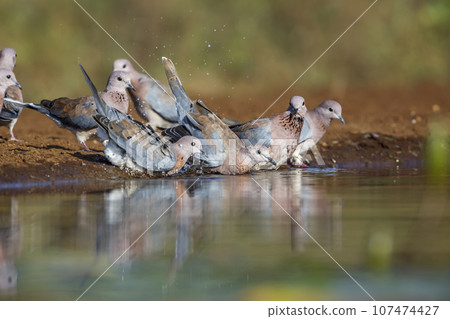 Laughing Dove in Kruger National park, South Africa 107474427