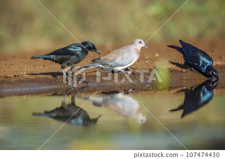 Laughing Dove and Cape Glossy Starling in Kruger National park, South Africa Laughing Dove and Cape Glossy Starling in Kruger National park, South Africa 107474430