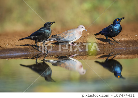Laughing Dove and Cape Glossy Starling in Kruger National park, South Africa 107474431