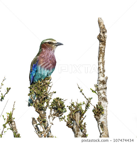 Lilac breasted roller in Kruger National park, South Africa Lilac breasted roller in Kruger National park, South Africa 107474434