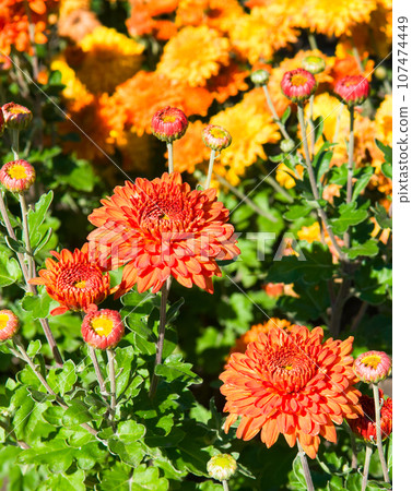 Bright chrysanthemums in an autumn flowerbed. Vertical photo. Bright chrysanthemums in an autumn flowerbed. Vertical photo. 107474449