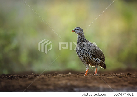 Natal francolin in Kruger National park, South Africa Natal francolin in Kruger National park, South Africa 107474461