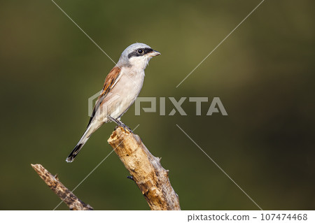 Red-backed Shrike in Kruger National park, South Africa 107474468