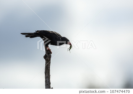 Red billed Buffalo Weaver in Kruger National park, South Africa Red billed Buffalo Weaver in Kruger National park, South Africa 107474470