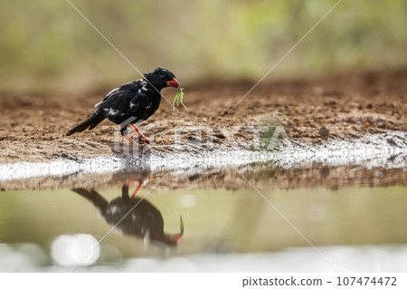 Red billed Buffalo Weaver in Kruger National park, South Africa Red billed Buffalo Weaver in Kruger National park, South Africa 107474472