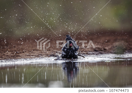 Red billed Buffalo Weaver in Kruger National park, South Africa 107474473