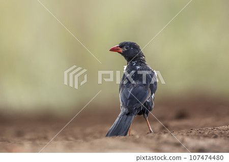 Red billed Buffalo Weaver in Kruger National park, South Africa 107474480