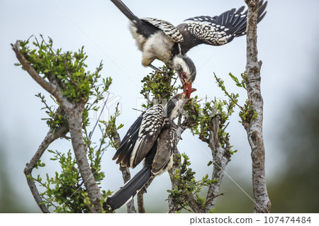Southern Red billed Hornbill in Kruger National park, South Africa 107474484