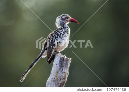 Southern Red billed Hornbill in Kruger National park, South Africa Southern Red billed Hornbill in Kruger National park, South Africa 107474486