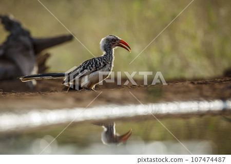 Southern Red billed Hornbill in Kruger National park, South Africa Southern Red billed Hornbill in Kruger National park, South Africa 107474487