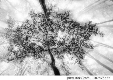 Spring beeches with fog in the background 107474566