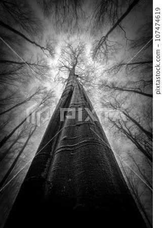 Treetops Treetops 107474619