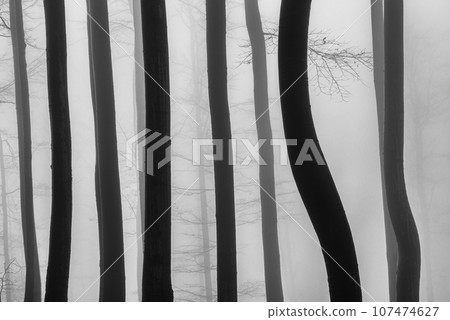 Beech trees trunks Beech trees trunks 107474627