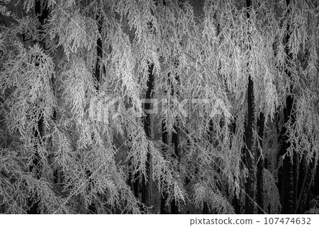 Spruce trees 107474632