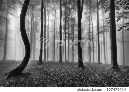 Summer beech forest Summer beech forest 107474634