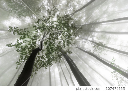 Foggy view of the treetops 107474635