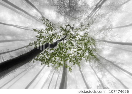 Foggy view of the treetops 107474636