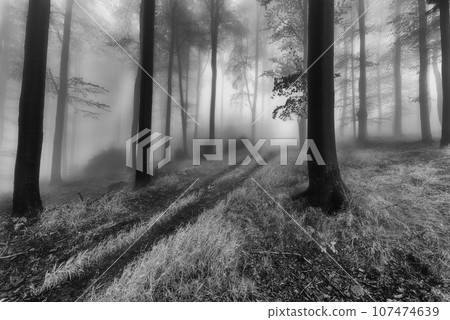 Forest road in the foggy Forest road in the foggy 107474639