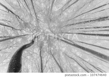 Winter beech trees Winter beech trees 107474640