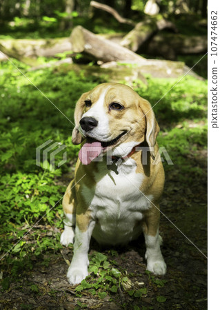 A Beagle dog looks thoughtfully into the distance. 107474662