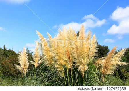[香川縣]秋季國立贊岐曼努公園（蒲葦） 107474686