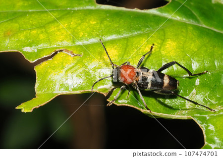 Kubi Akatra Kamikiri Kubi Akatra Kamikiri 107474701