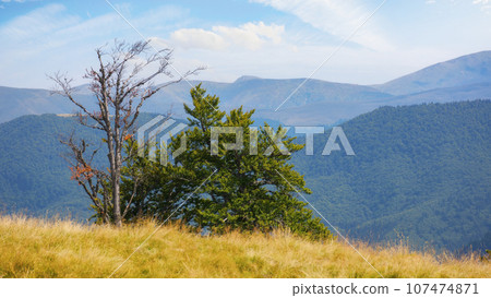 beech tree on the grassy meadow. carpathian mountain landscape in late summer. sunny afternoon 107474871