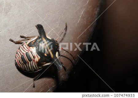 Larvae of the bovine stink bug 107474933