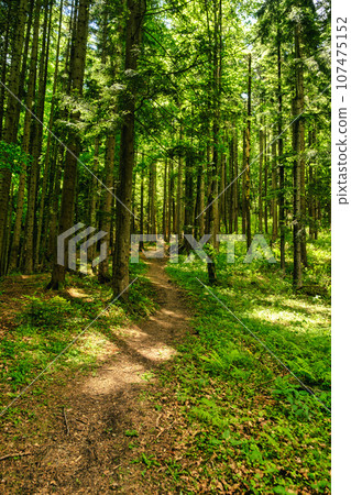 path in the woods. beautiful green forest 107475152