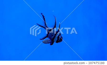 Banggai cardinal swimming in the water. A beautiful Longfin cardinal fish - Kauderns cardinal. Wild life animal. Banggai cardinal swimming in the water. A beautiful Longfin cardinal fish - Kauderns cardinal. Wild life animal. 107475180