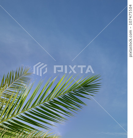Palm leaf against blue sky Palm leaf against blue sky 107475584