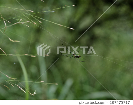 Nest building of the black-spotted spider Nest building of the black-spotted spider 107475717