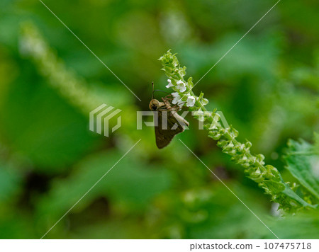 Flower visit of Germanium seriaceae 107475718
