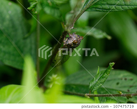 Cicadaae perched on a branch Cicadaae perched on a branch 107475719