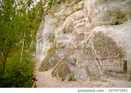 Sand cliff Sietiniezis on the bank of the Gauja river. Gauja National Park, Latvia. 107475991