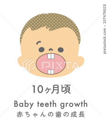 Illustration material: Baby teeth growth around 10 months Illustration material: Baby teeth growth around 10 months 107476028