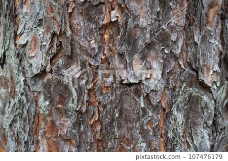 Pine tree bark close-up, natural texture of a young tree. Pine tree bark close-up, natural texture of a young tree. 107476179